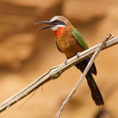 زیباترین موجودات جهان,زیباترین موجودات دریایی