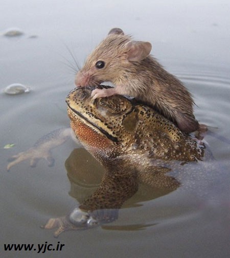 نجات موش توسط قورباغه , تصاویری از نجات دادن موش توسط قورباغه