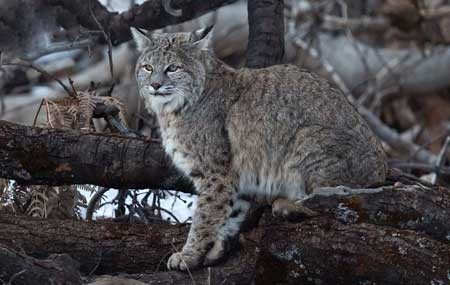 عظمت تصویری پارک یوسیمیتی