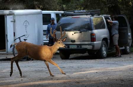 عظمت تصویری پارک یوسیمیتی