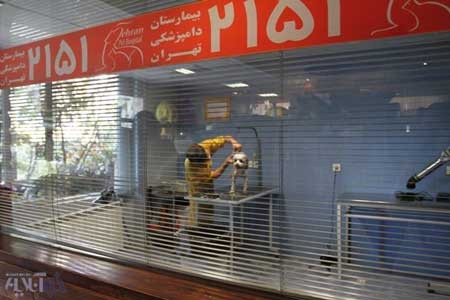 بیمارستان حیوانات, روز دامپزشکی