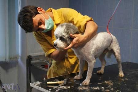 بیمارستان حیوانات, روز دامپزشکی