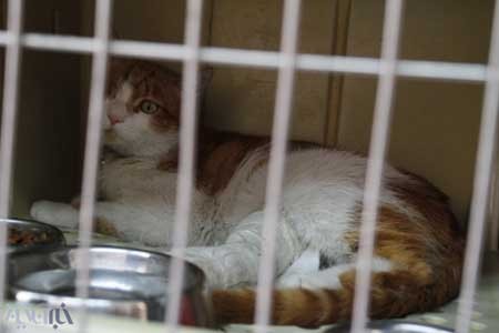 بیمارستان حیوانات, روز دامپزشکی