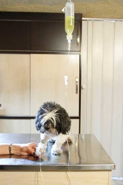 بیمارستان حیوانات, روز دامپزشکی