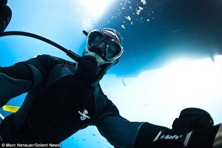 شیر دریایی , کوسه سفید , جزیره گوآدالوپ شیر دریایی , کوسه سفید , جزیره گوآدالوپ