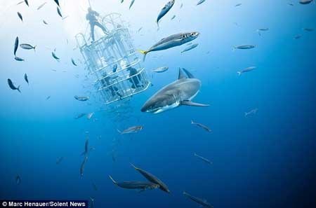 شیر دریایی , کوسه سفید , جزیره گوآدالوپ شیر دریایی , کوسه سفید , جزیره گوآدالوپ