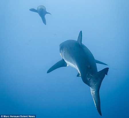 شیر دریایی , کوسه سفید , جزیره گوآدالوپ شیر دریایی , کوسه سفید , جزیره گوآدالوپ