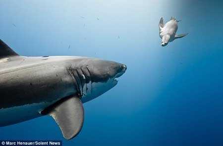 شیر دریایی , کوسه سفید , جزیره گوآدالوپ شیر دریایی , کوسه سفید , جزیره گوآدالوپ