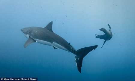 شیر دریایی , کوسه سفید , جزیره گوآدالوپ شیر دریایی , کوسه سفید , جزیره گوآدالوپ