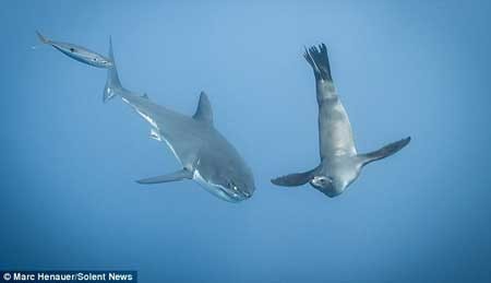 شیر دریایی , کوسه سفید , جزیره گوآدالوپ شیر دریایی , کوسه سفید , جزیره گوآدالوپ