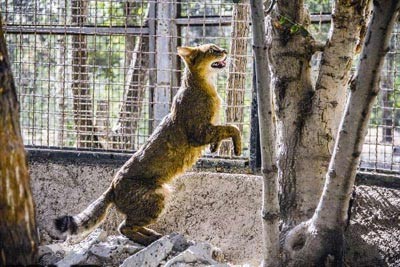 نجات حیوانات بی پناه نجات حیوانات بی پناه