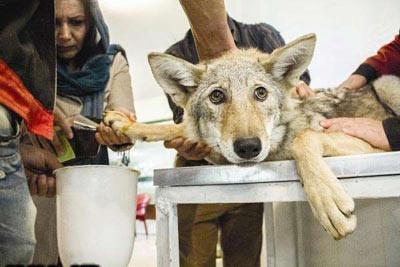 نجات حیوانات بی پناه نجات حیوانات بی پناه