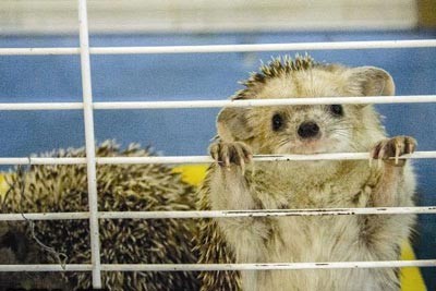 نجات حیوانات بی پناه,اینگوانا نجات حیوانات بی پناه,اینگوانا