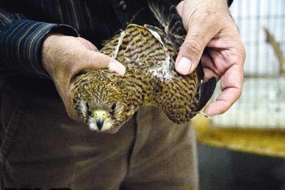 نجات حیوانات بی پناه,پرنده دلیجه نجات حیوانات بی پناه,پرنده دلیجه