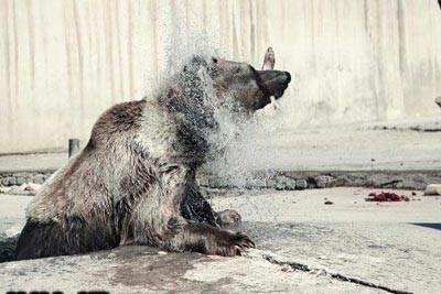 نجات حیوانات بی پناه,خرس قهوه ای نجات حیوانات بی پناه,خرس قهوه ای