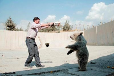 نجات حیوانات بی پناه,خرس قهوه ای نجات حیوانات بی پناه,خرس قهوه ای