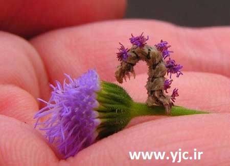  کرمی با استتار گل