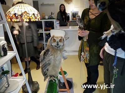 کافه جغد ها,عکس کافه ای که جغد ها صاحب آن هستند کافه جغد ها,عکس کافه ای که جغد ها صاحب آن هستند