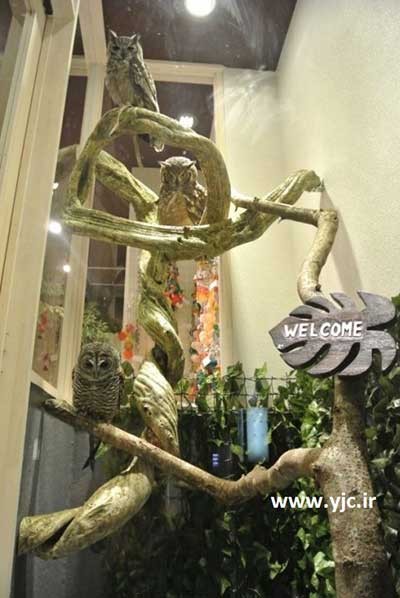 کافه جغد ها,عکس کافه ای که جغد ها صاحب آن هستند کافه جغد ها,عکس کافه ای که جغد ها صاحب آن هستند