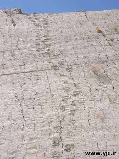 دایناسور,تصاویررد پای 5000 دایناسور روی دیوار دایناسور,تصاویررد پای 5000 دایناسور روی دیوار