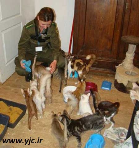 اخبار,اخبار گوناگون,سگ پیوندی,پیوند زدن سگ و گربه