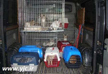 اخبار,اخبار گوناگون,سگ پیوندی,پیوند زدن سگ و گربه