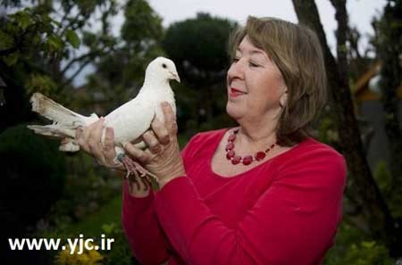 پیرترین کبوتر دنیا,کبوتر,اخبار