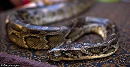 تصاویری از ماساژ با مار