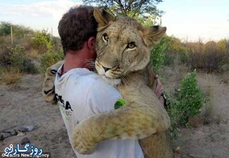 شیری که فقط دو نفر را بغل می کند