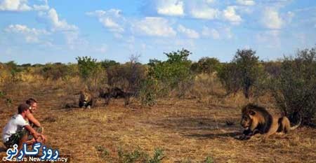 شیری که فقط دو نفر را بغل می کند