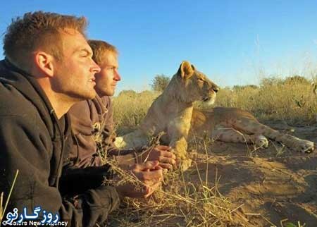 شیری که فقط دو نفر را بغل می کند