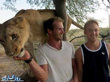 شیری که فقط دو نفر را بغل می کند