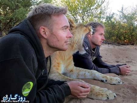 شیری که فقط دو نفر را بغل می کند