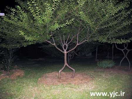 درختان جوان , باغبانی , هنرنمایی با درختان جوان درختان جوان , باغبانی , هنرنمایی با درختان جوان