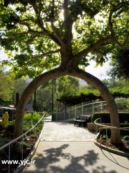 درختان جوان , باغبانی , هنرنمایی با درختان جوان درختان جوان , باغبانی , هنرنمایی با درختان جوان