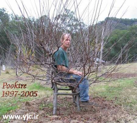 درختان جوان , باغبانی , هنرنمایی با درختان جوان درختان جوان , باغبانی , هنرنمایی با درختان جوان