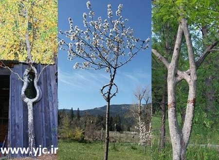 درختان جوان , باغبانی , هنرنمایی با درختان جوان درختان جوان , باغبانی , هنرنمایی با درختان جوان