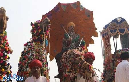 جشنواره ای متفاوت در هند , مسابقه زیباترین شتر جشنواره ای متفاوت در هند , مسابقه زیباترین شتر