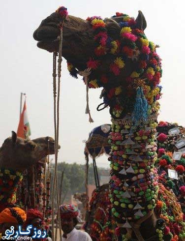 جشنواره ای متفاوت در هند , مسابقه زیباترین شتر جشنواره ای متفاوت در هند , مسابقه زیباترین شتر
