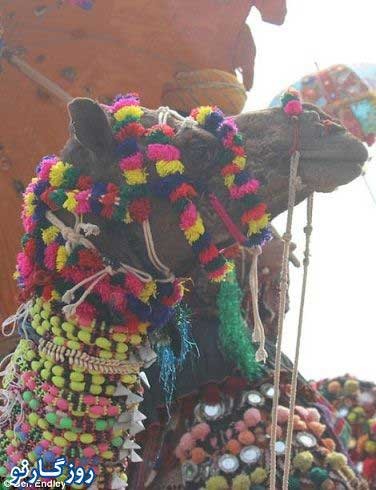 جشنواره ای متفاوت در هند , مسابقه زیباترین شتر جشنواره ای متفاوت در هند , مسابقه زیباترین شتر