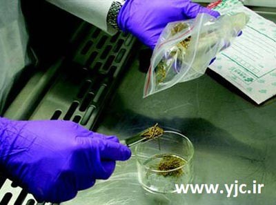 قدیمیترین آثار کشف شده روی زمین