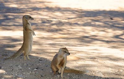 خدنگ,افعی,دعوای خدنگ و مار