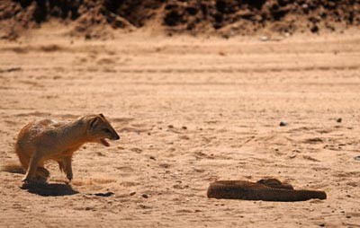 خدنگ,افعی,دعوای خدنگ و مار