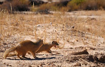 خدنگ,افعی,دعوای خدنگ و مار
