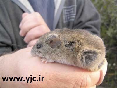 اخبار,اخبار گوناگون,حیوانات منقرض شده اخبار,اخبار گوناگون,حیوانات منقرض شده