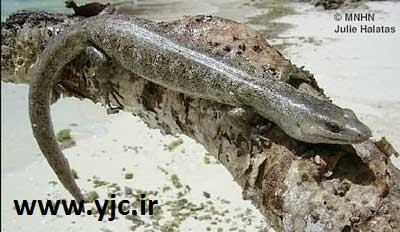 اخبار,اخبار گوناگون,حیوانات منقرض شده اخبار,اخبار گوناگون,حیوانات منقرض شده