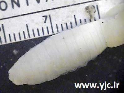 اخبار,اخبار گوناگون,حیوانات منقرض شده اخبار,اخبار گوناگون,حیوانات منقرض شده