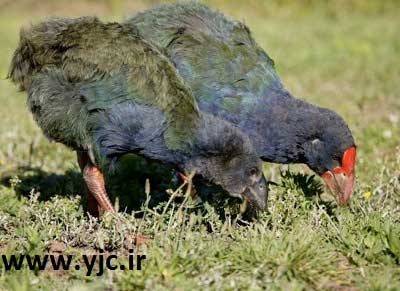 اخبار,اخبار گوناگون,حیوانات منقرض شده اخبار,اخبار گوناگون,حیوانات منقرض شده