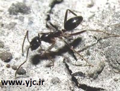 اخبار,اخبار گوناگون,حیوانات منقرض شده اخبار,اخبار گوناگون,حیوانات منقرض شده