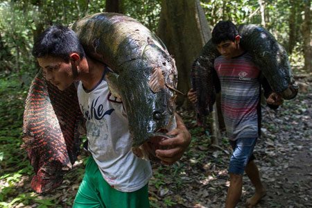 شکار آراپایما,تصاویر ماهی آراپایما شکار آراپایما,تصاویر ماهی آراپایما